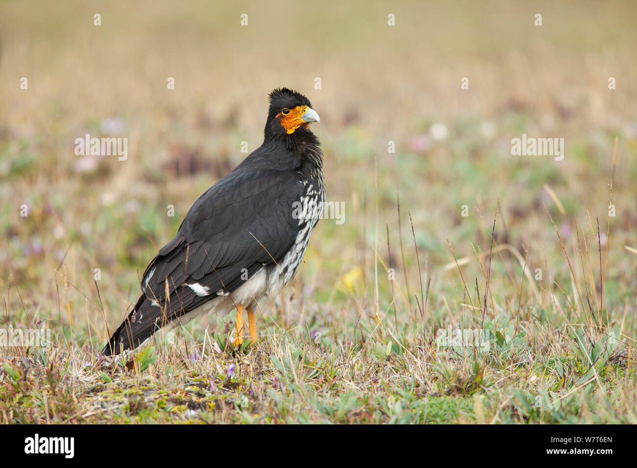 Caracara Carunculated (Phalcoboenus carunculatus) Antisana Riserva Ecologica, Ecuador Foto Stock