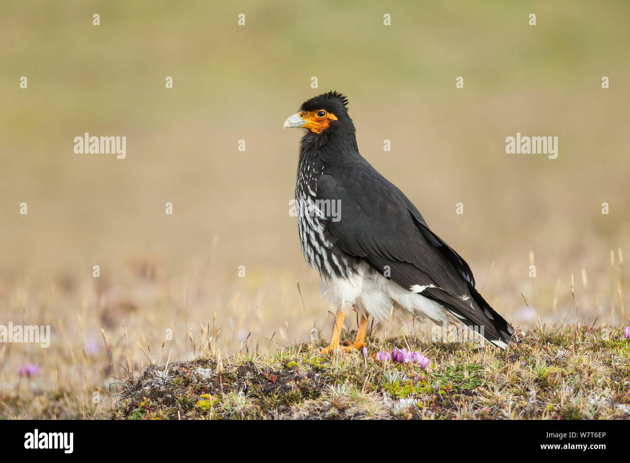 Caracara Carunculated (Phalcoboenus carunculatus) Antisana Riserva Ecologica, Ecuador Foto Stock