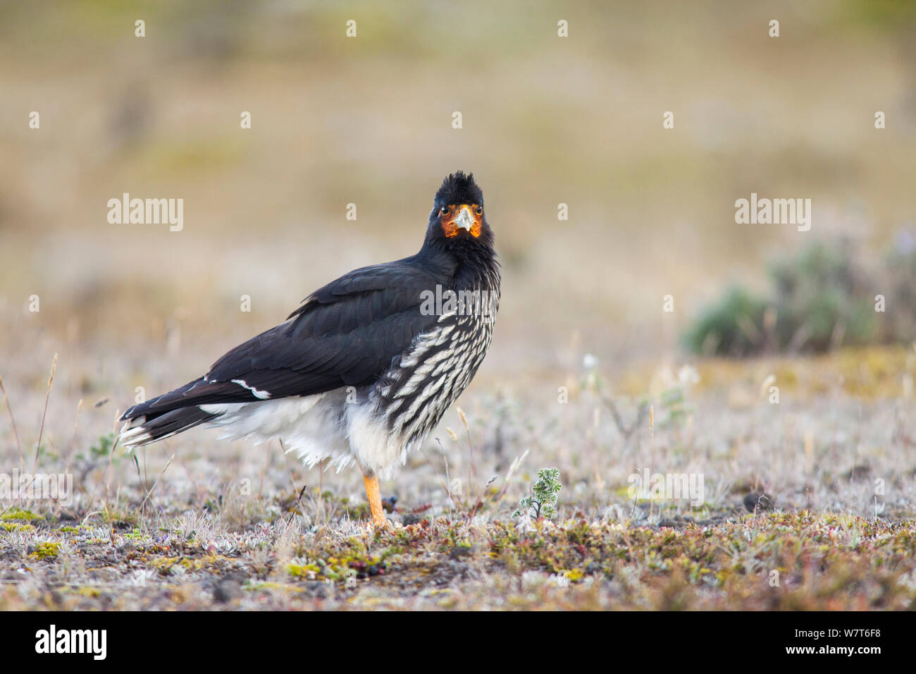 Caracara Carunculated (Phalcoboenus carunculatus) Antisana Riserva Ecologica, Ecuador Foto Stock