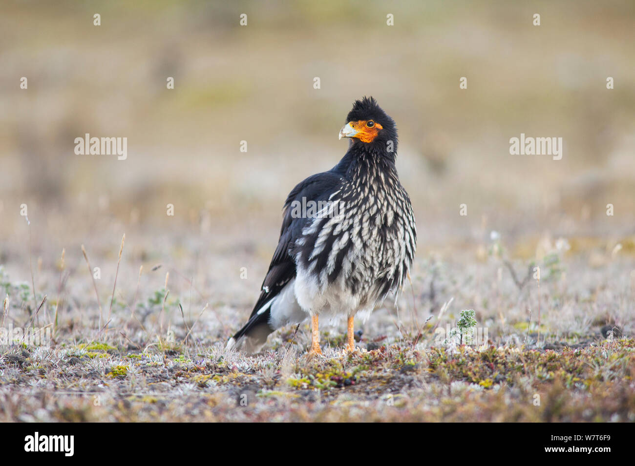 Caracara Carunculated (Phalcoboenus carunculatus) Antisana Riserva Ecologica, Ecuador Foto Stock
