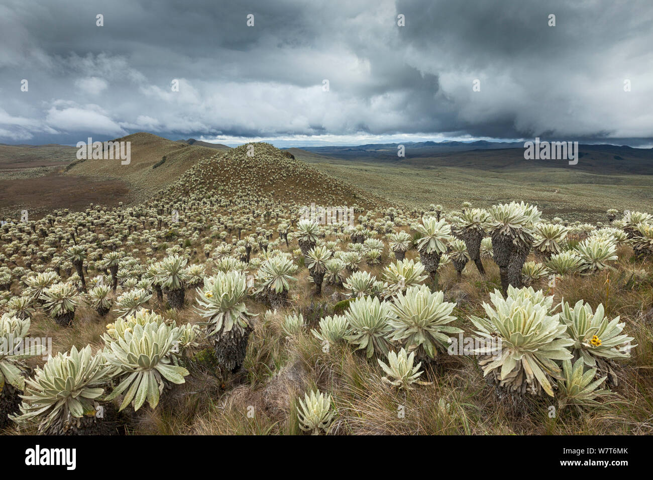 Piante Frailejon (Espeletia pycnophylla) a Voldero lagune, Riserva Ecologica El Angel, provincia di Carchi ha, Ecuador, settembre 2010. Foto Stock