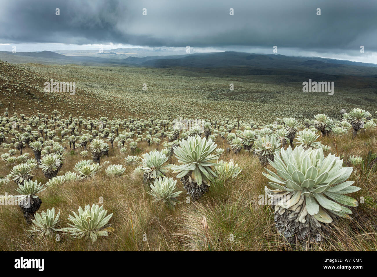 Piante Frailejon (Espeletia pycnophylla) a Voldero lagune, Riserva Ecologica El Angel, provincia di Carchi ha, Ecuador, settembre 2010. Foto Stock
