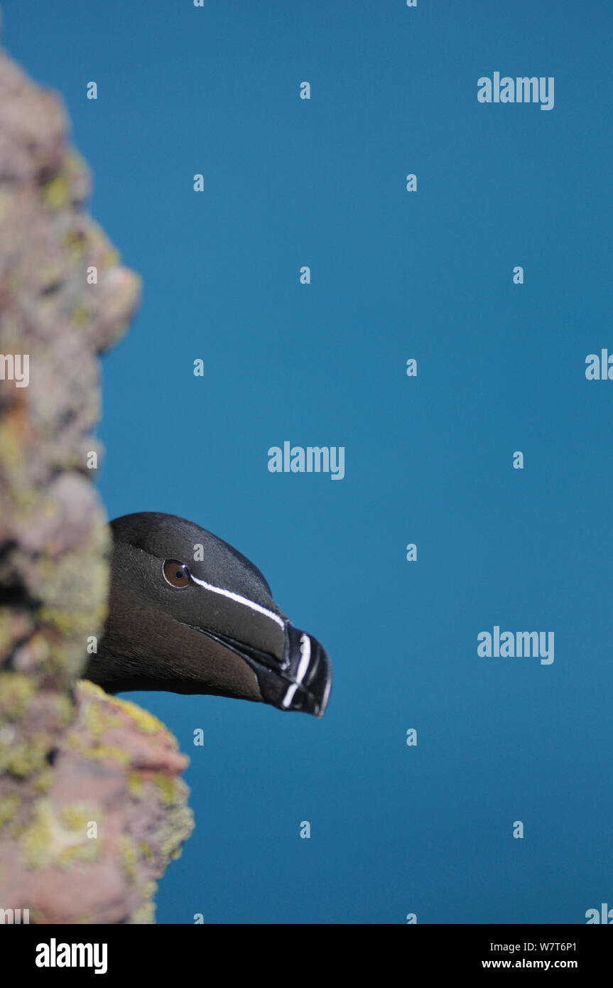 Razorbill (Alca torda) guardando rotondo rocce su una scogliera. Fowlsheugh, Scozia, Giugno. Foto Stock