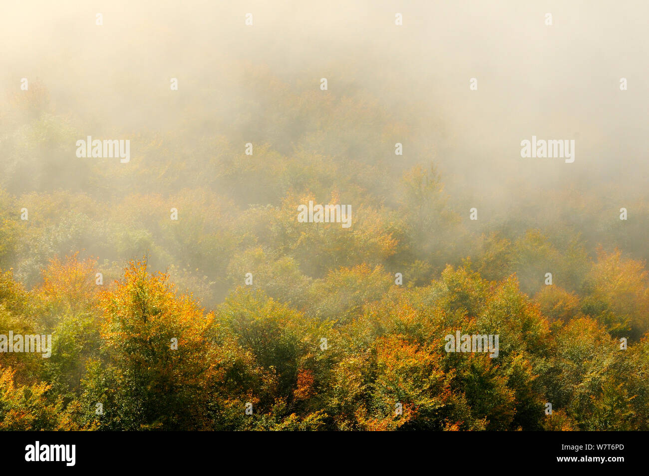 Alba luce su un bosco misto in autunno. Kinnoull Hill parco boschivo, Perthshire Scozia, Ottobre. Foto Stock