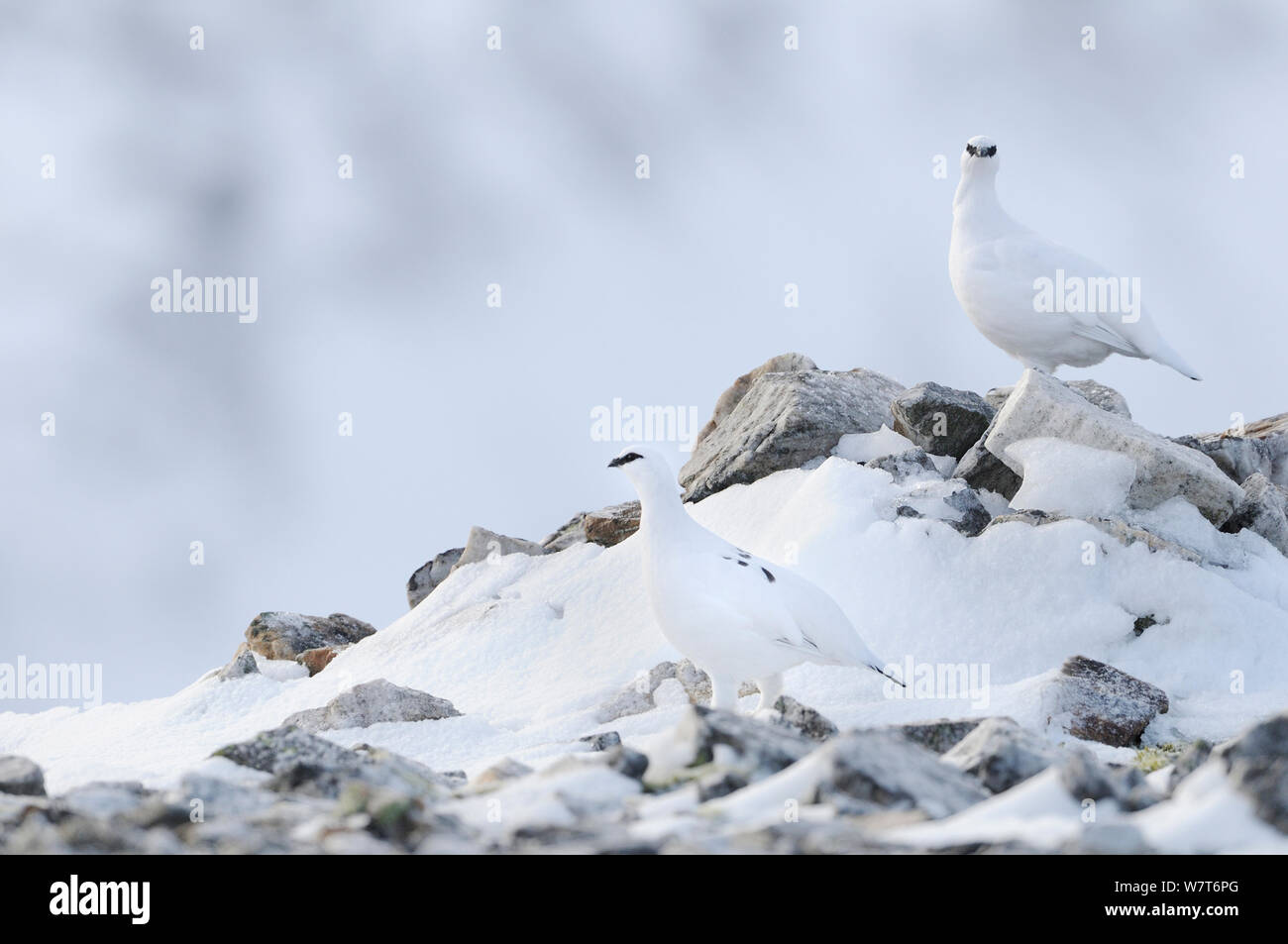 Pernice bianca (Lagopus mutus) in inverno piumaggio su una coperta di neve montagna. Cairngorms National Park, Scozia, Dicembre. Foto Stock