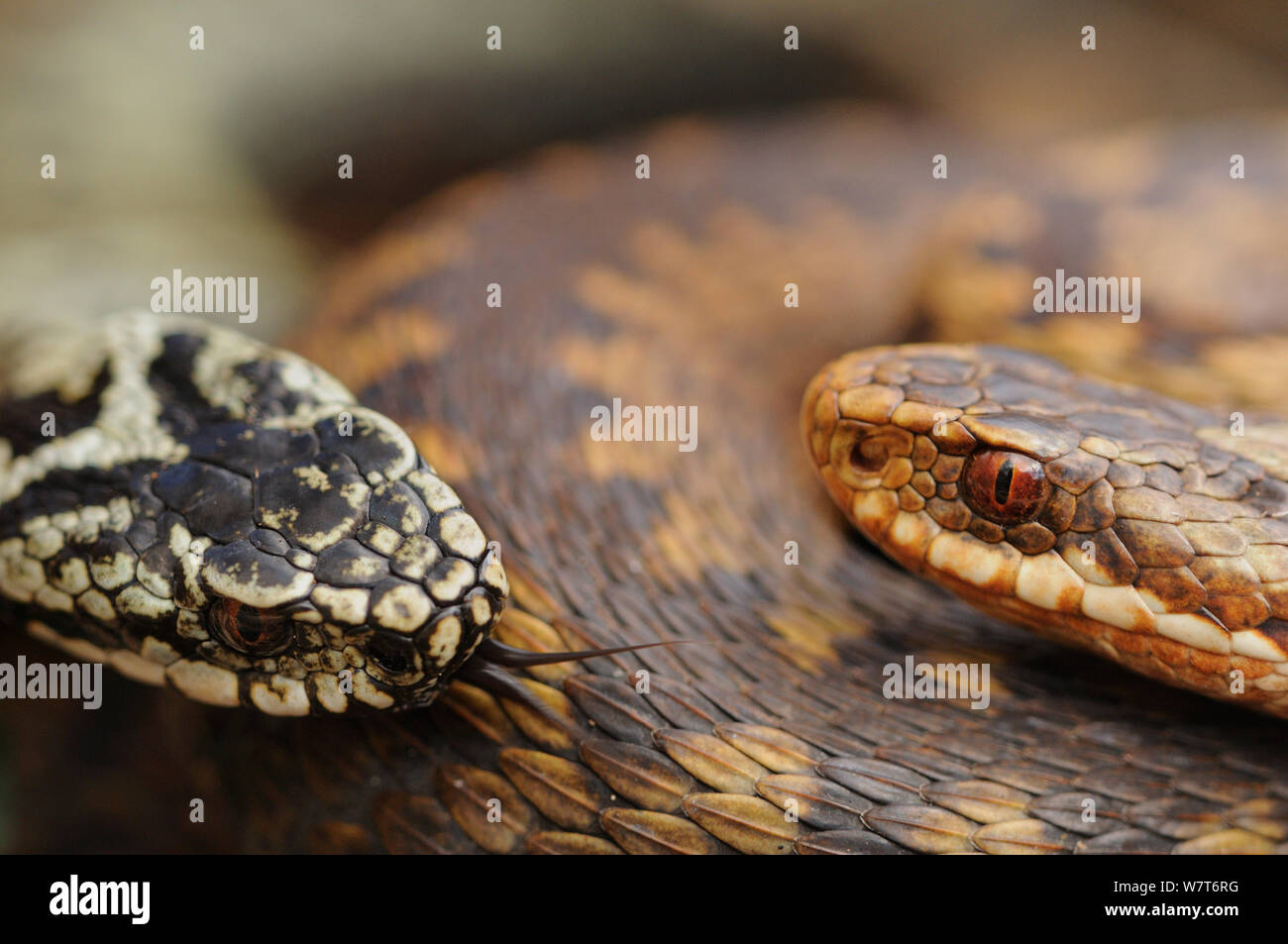 Unione sommatore (Vipera berus) ritratto di una femmina e un maschio. Aberdeenshire, Scozia, maggio. Foto Stock