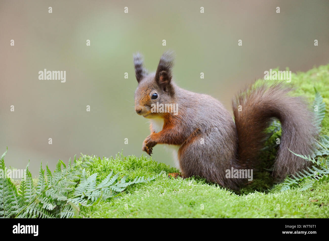 Red scoiattolo (Sciurus vulgaris) foraggio per i prodotti alimentari su un pavimento di bosco. Fife, Scozia, gennaio. Foto Stock