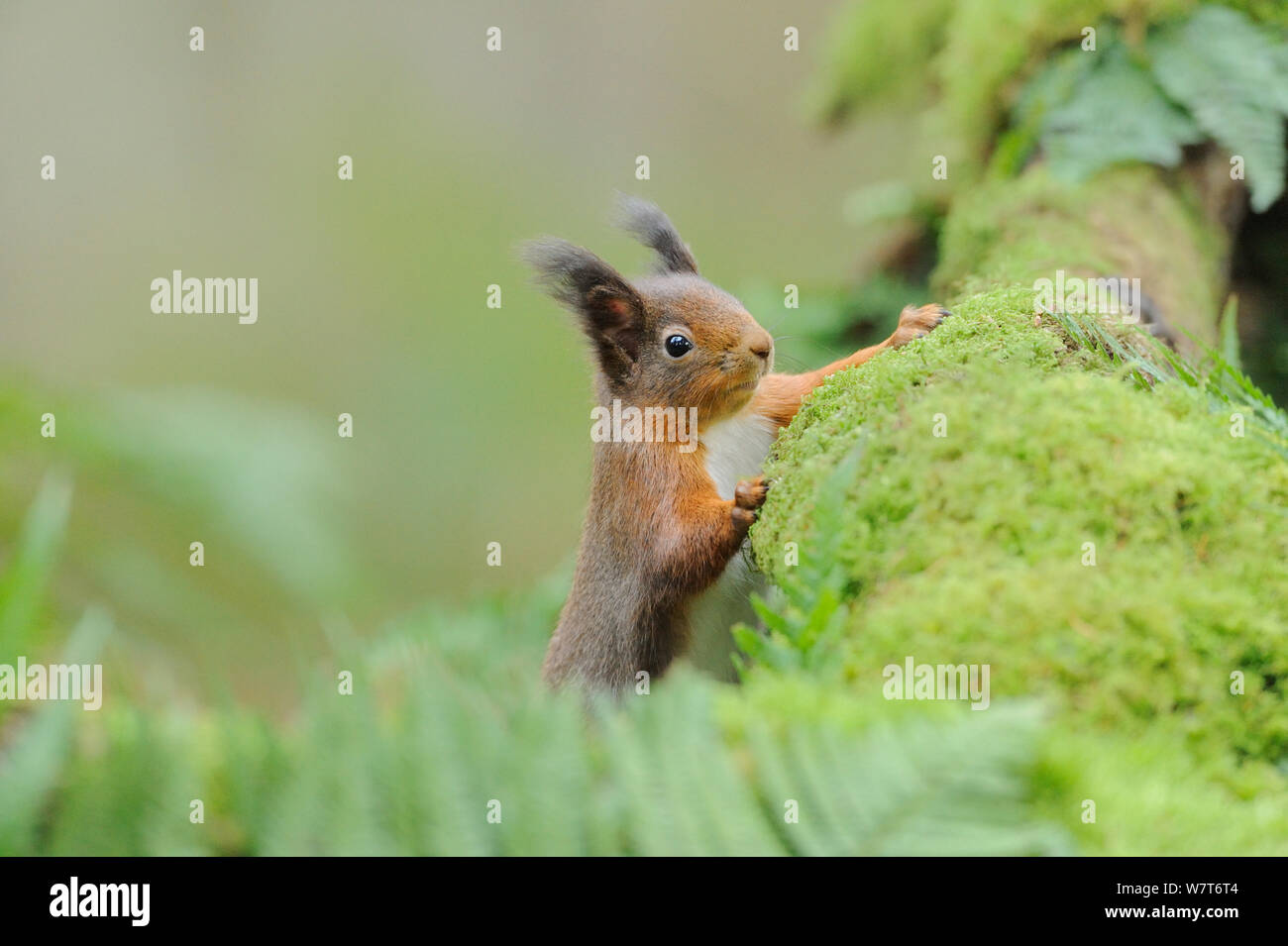 Red scoiattolo (Sciurus vulgaris) foraggio per i prodotti alimentari su un pavimento di bosco. Fife, Scozia, gennaio. Foto Stock