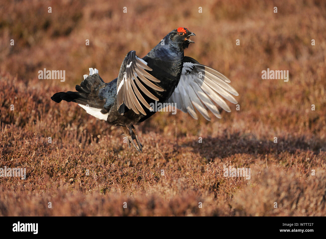 Forcelli (Tetrao tetrix) visualizzazione in corrispondenza di un sito di lek. Ballater, Aberdeenshire, Scozia, Aprile. Foto Stock