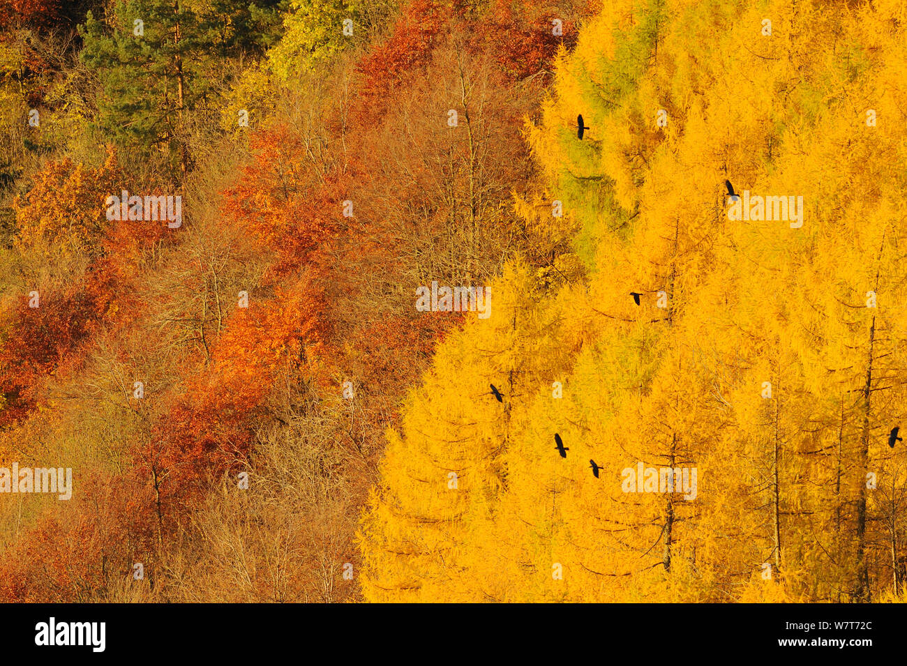 Alba luce su un bosco misto in autunno. Kinnoull Hill parco boschivo, Perthshire Scozia, Novembre. Foto Stock