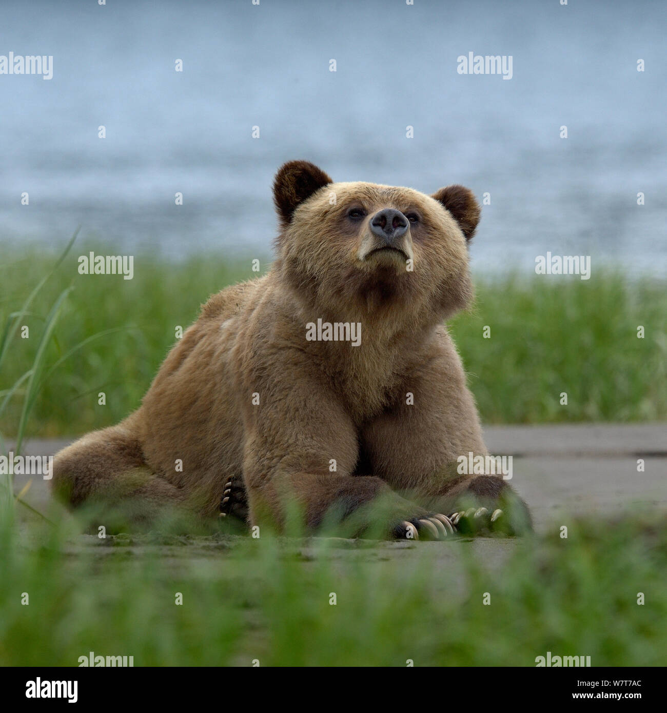 Maschio di orso grizzly (Ursus arctos horribilis) sdraiato, Khutzeymateen Orso grizzly Santuario, British Columbia, Canada, a giugno. Foto Stock