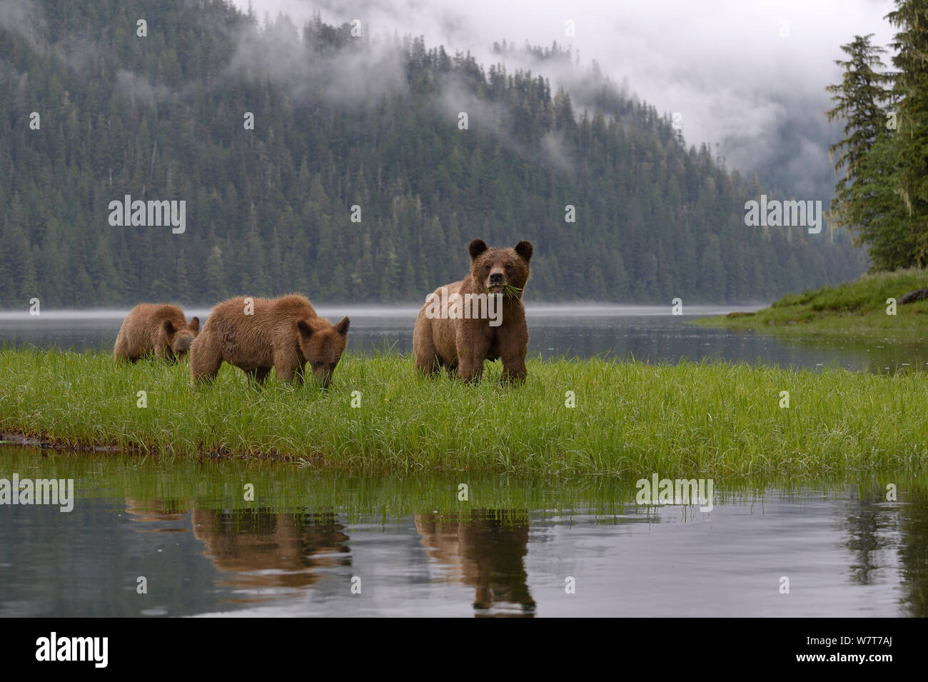 Femmina orso grizzly (Ursus arctos horribilis) con due lupetti, mangiare erba, Khutzeymateen Orso grizzly Santuario, British Columbia, Canada, a giugno. Foto Stock