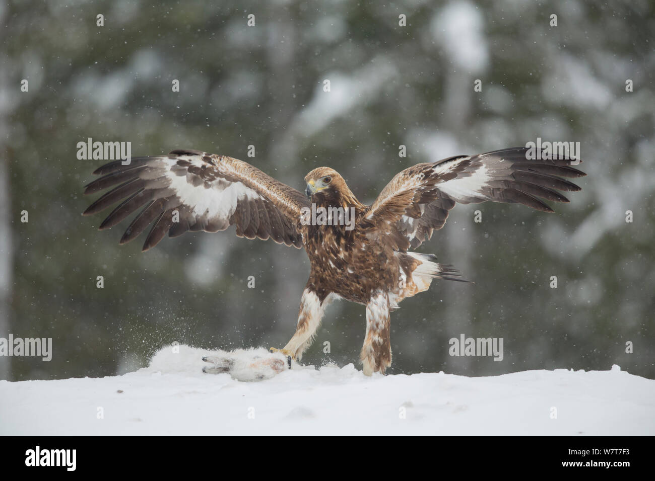 Aquila reale (Aquila chrysaetos) in atterraggio sulla neve, in Finlandia, in febbraio. Foto Stock