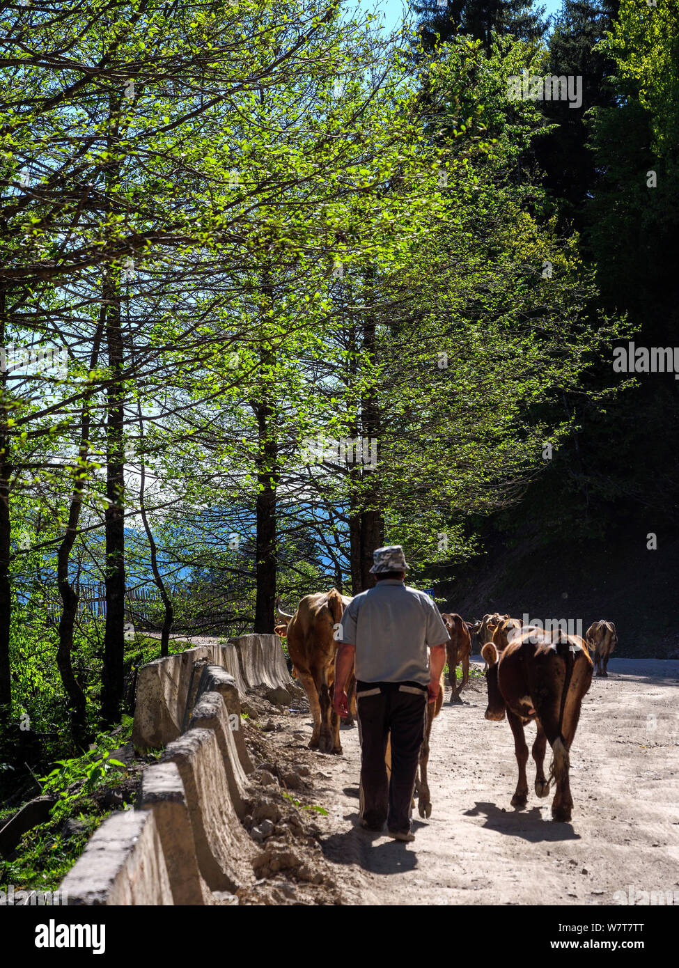 Il bestiame vicino Goderzi pass, , l'Agiaria, Georgia, Europa Foto Stock