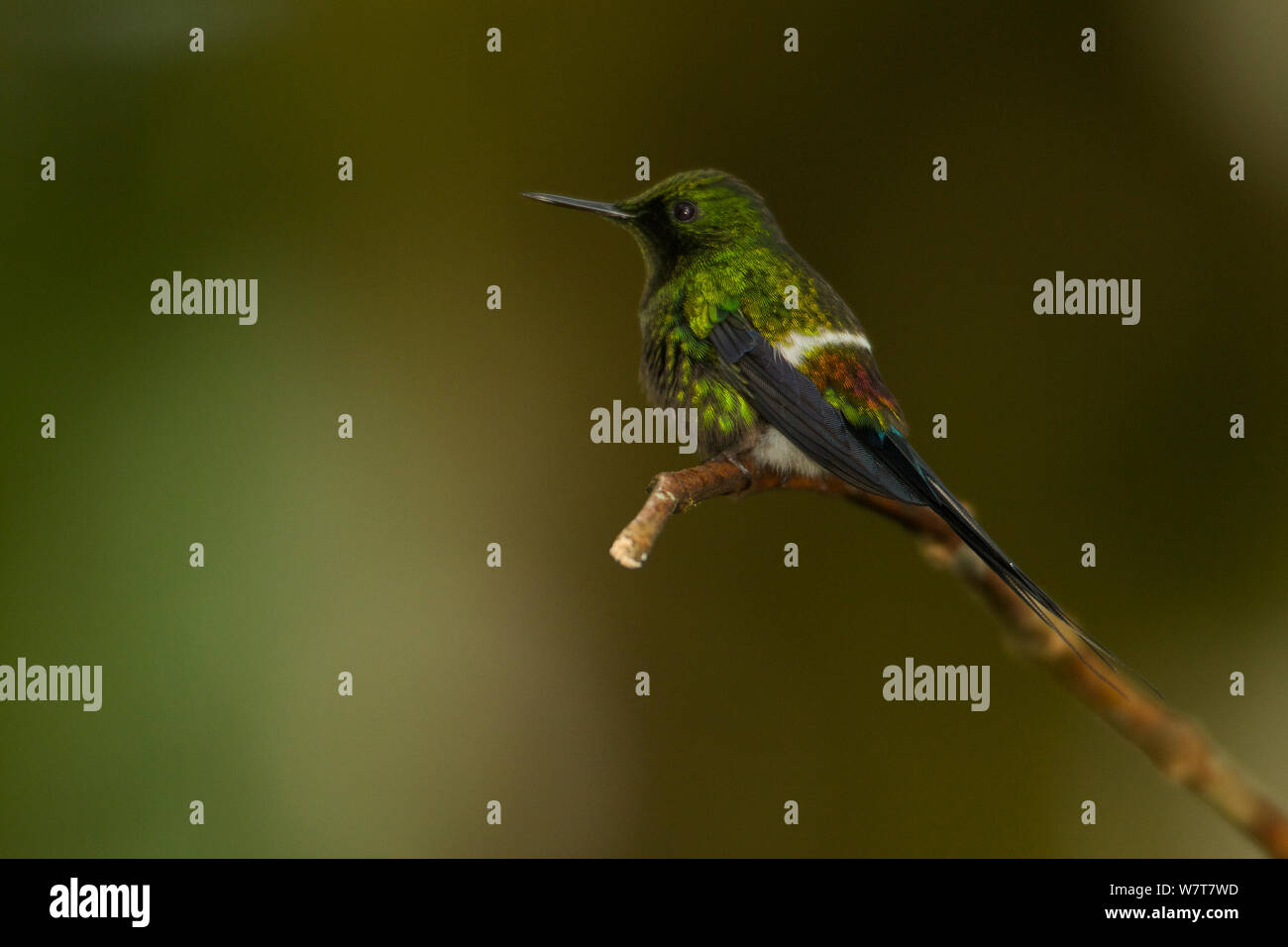 Green Thorntail Hummingbird (Discosura conversii), Milpe Cloudforest Reserve, Ecuador, gennaio. Foto Stock