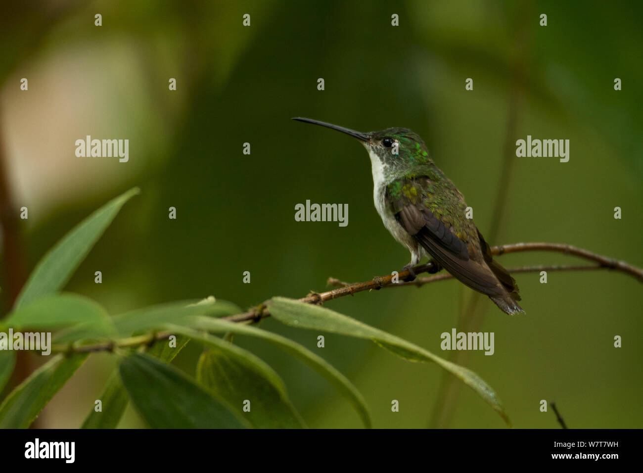 Andina Hummingbird Smeraldo (Amazilia franciae), Milpe Cloudforest Rerserve, Ecuador, gennaio. Foto Stock