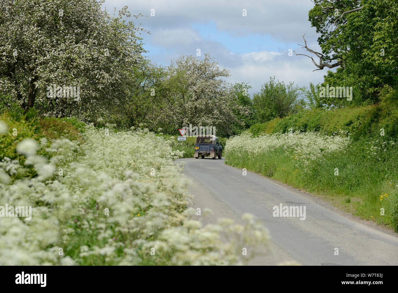 Il trattore su strada con orlo della fioritura mucca prezzemolo (Anthriscus sylvestris) e fioritura sidro meli in background, Herefordshire, UK, Giugno. Foto Stock