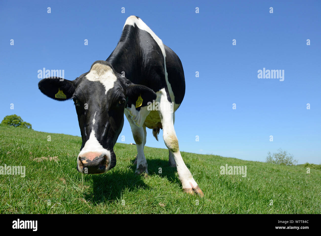 Basso angolo vista di Holstein vacca da latte su pascolo, Herefordshire, Inghilterra, Giugno Foto Stock