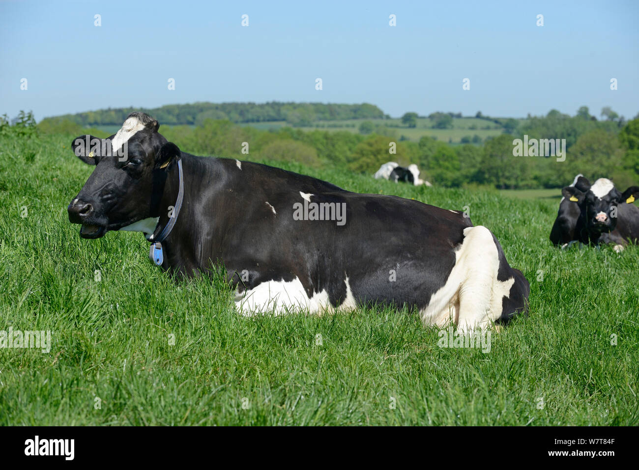 Holstein vacca da latte la masticazione cud, Herefordshire, Inghilterra, Giugno. Foto Stock
