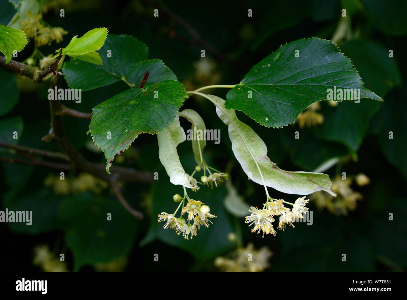 Piccolo-lasciava tiglio (Tilia cordata) fiori e foglie, Herefordshire, Inghilterra, Luglio. Foto Stock