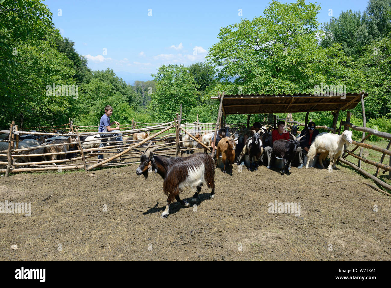 Pastore boys mungere le capre (Capra hircus) nei Carpazi, Transcarpathia, Ucraina, luglio 2013. Foto Stock
