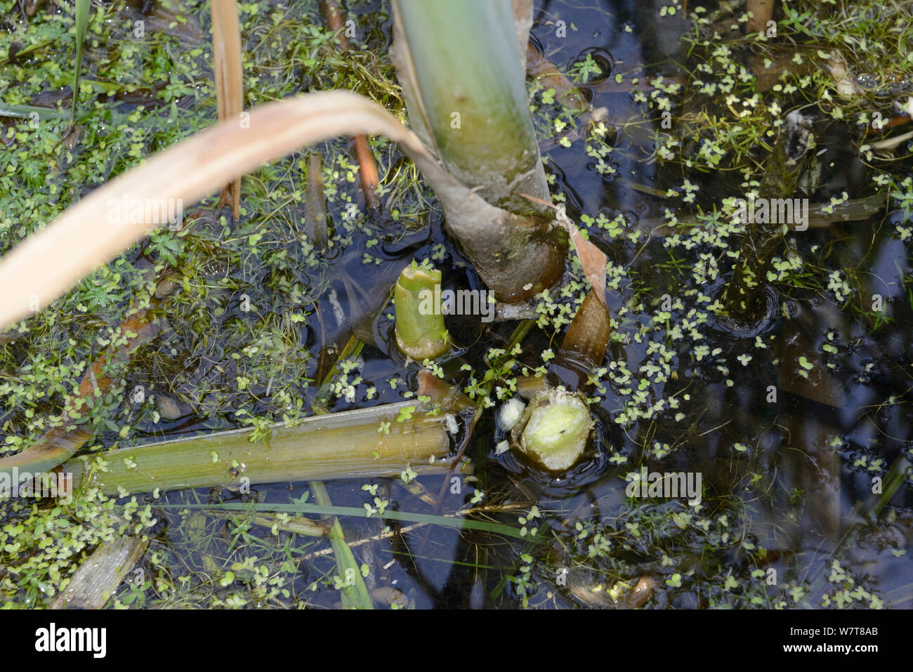Acqua Vole (Arvicola terrestris) alimentazione con segni rosicchiato base di giunco (Typha latifolia), Kent, Inghilterra, Giugno. Foto Stock