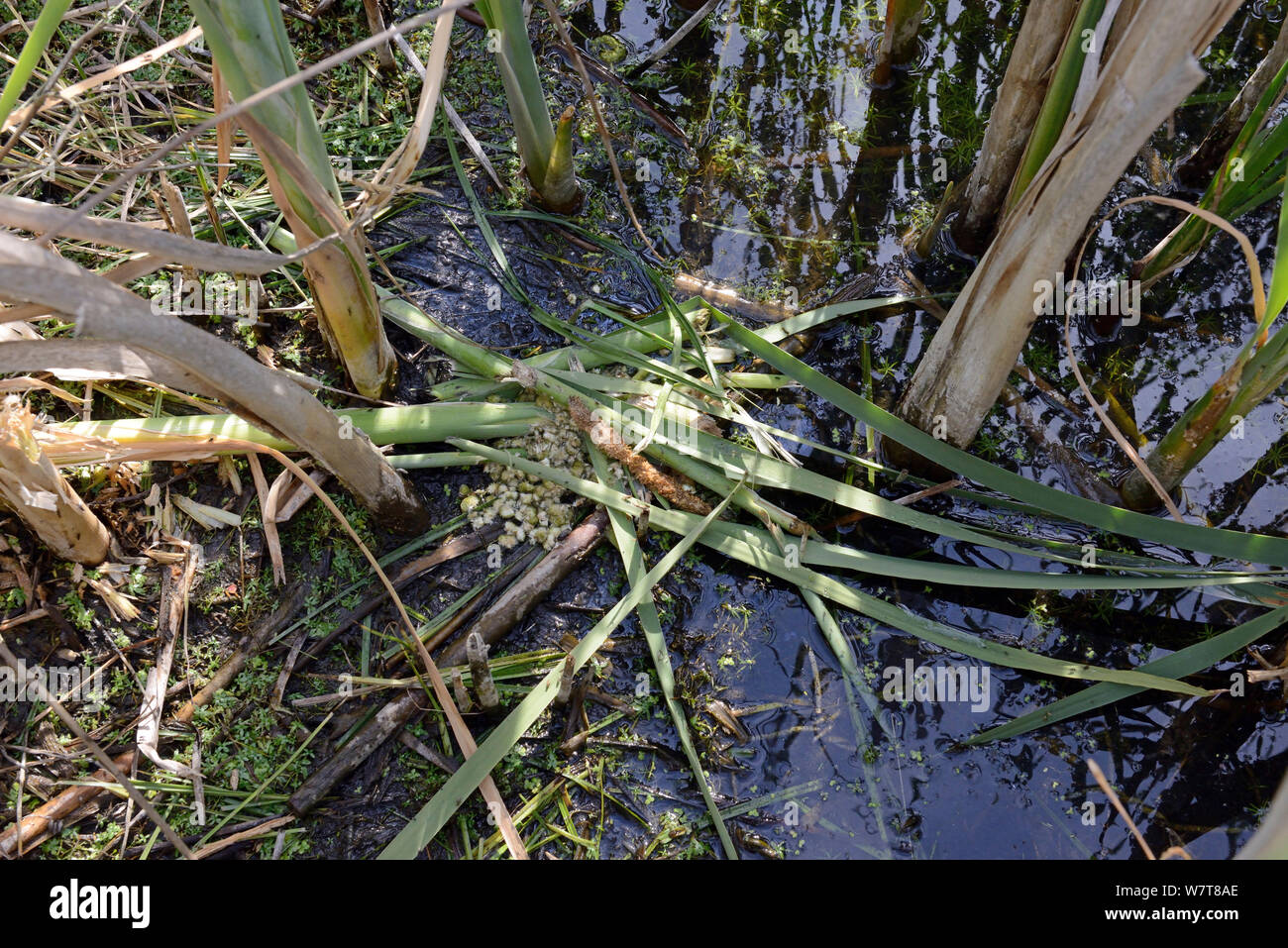 Acqua Vole (Arvicola terrestris) area di alimentazione con shredded Giunco (Typha latifolia), Kent, Inghilterra, Giugno. Foto Stock