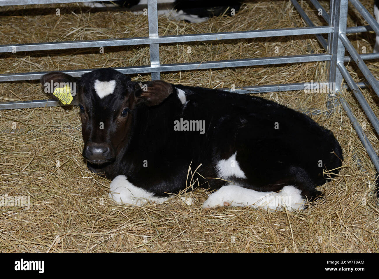 Tre settimane vecchio incroci polpaccio (il frisone x Hereford), di essere sollevato per la produzione di carni bovine nella penna di allevamento, Herefordshire, England, Regno Unito, aprile 2013. Foto Stock