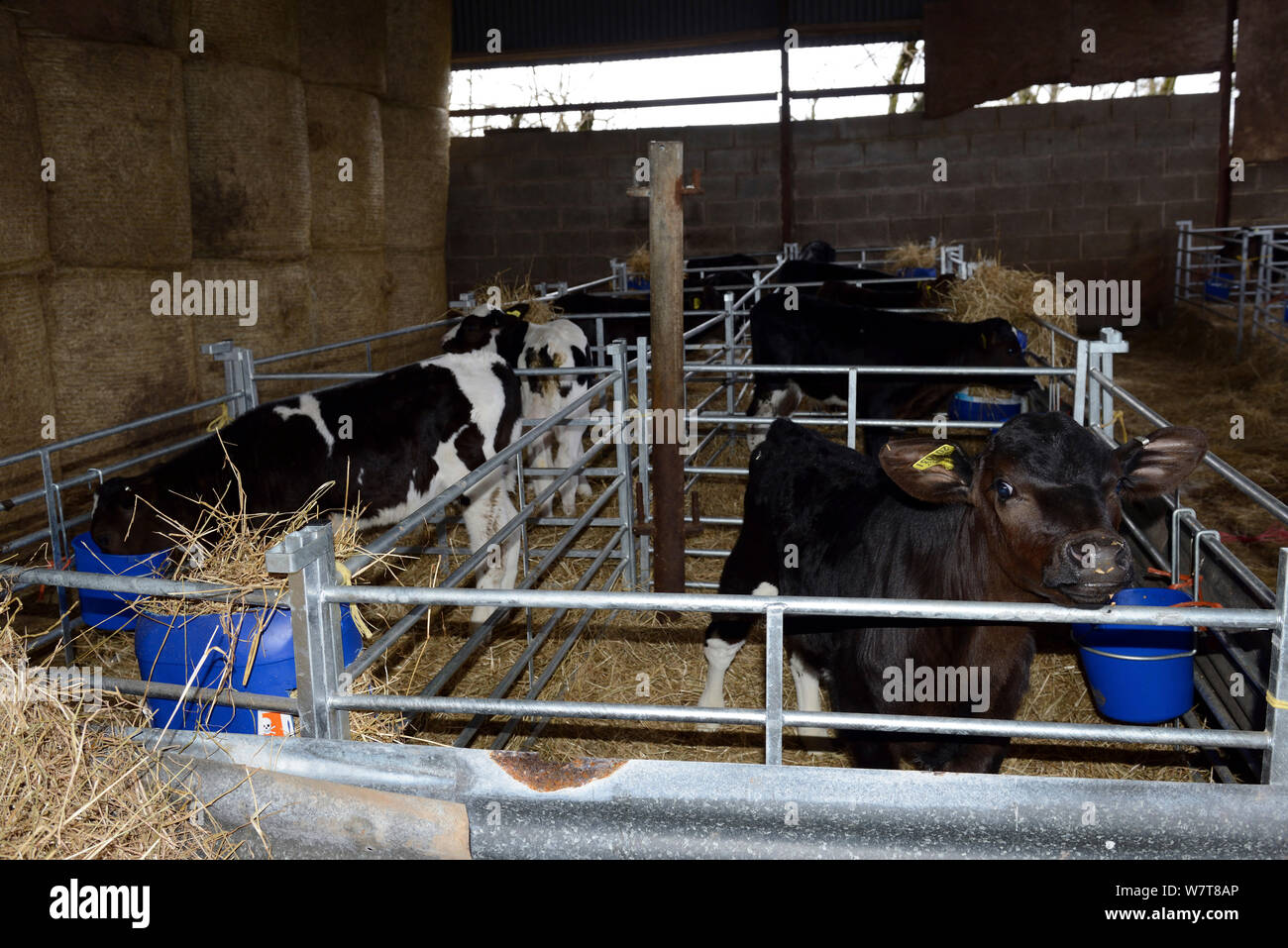 Tre settimane vecchio incroci i vitelli in fienile penne, essendo sollevata per la produzione di carni bovine, Herefordshire, England, Regno Unito, aprile 2013. Foto Stock