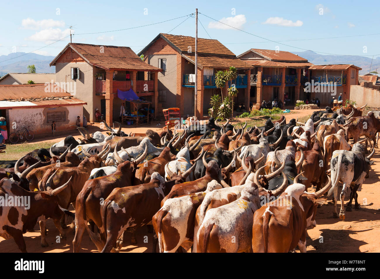 Bovini zebù (Bos indicus) mercato in Ambalavao, Madagascar centrale, novembre 2012. Foto Stock