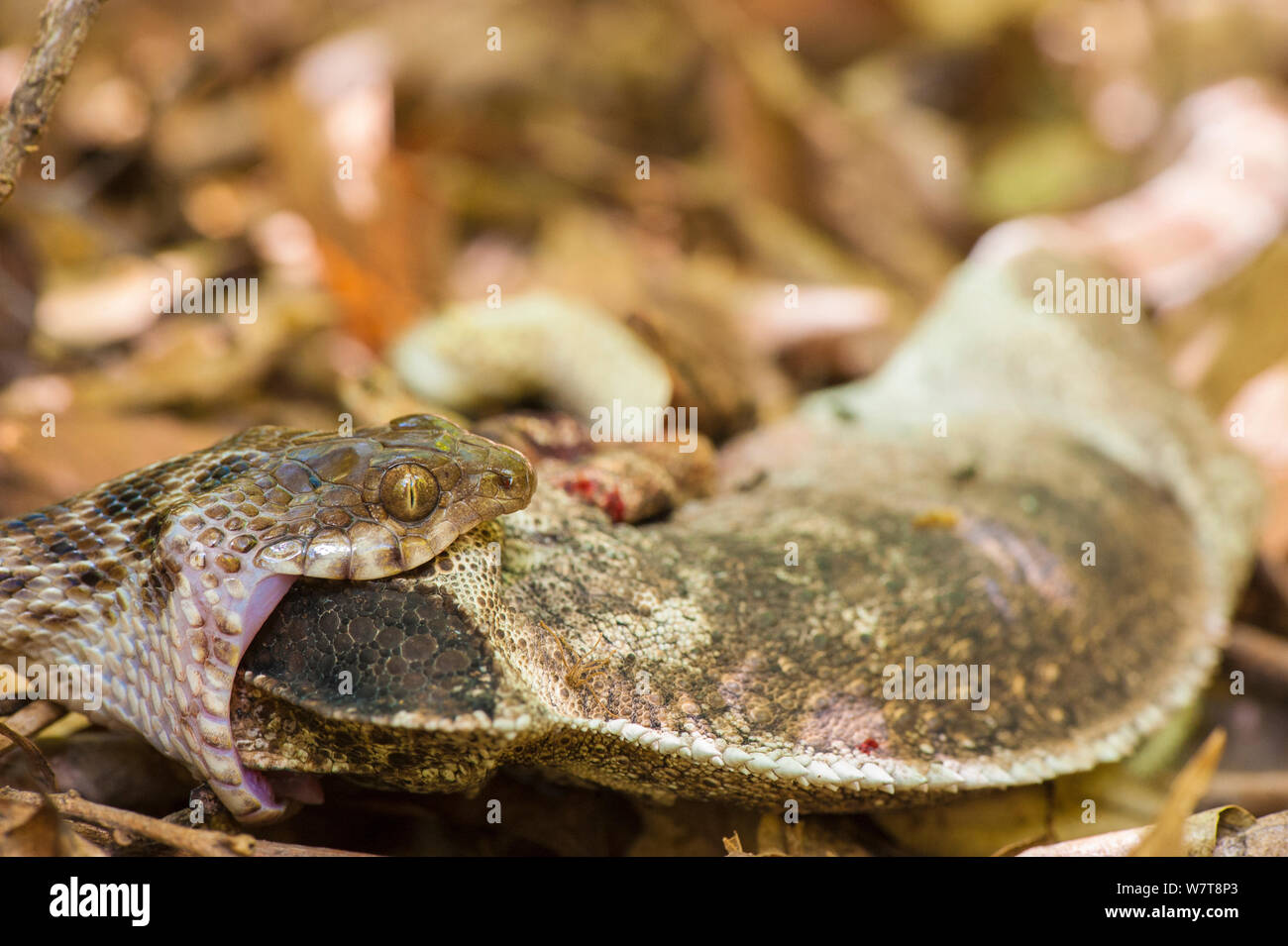 Snake (Madagascarophis meridionalis) alimentazione sul camaleonte (Furcifer sp) Anja riserva, Ambalavao, Madagascar. Foto Stock