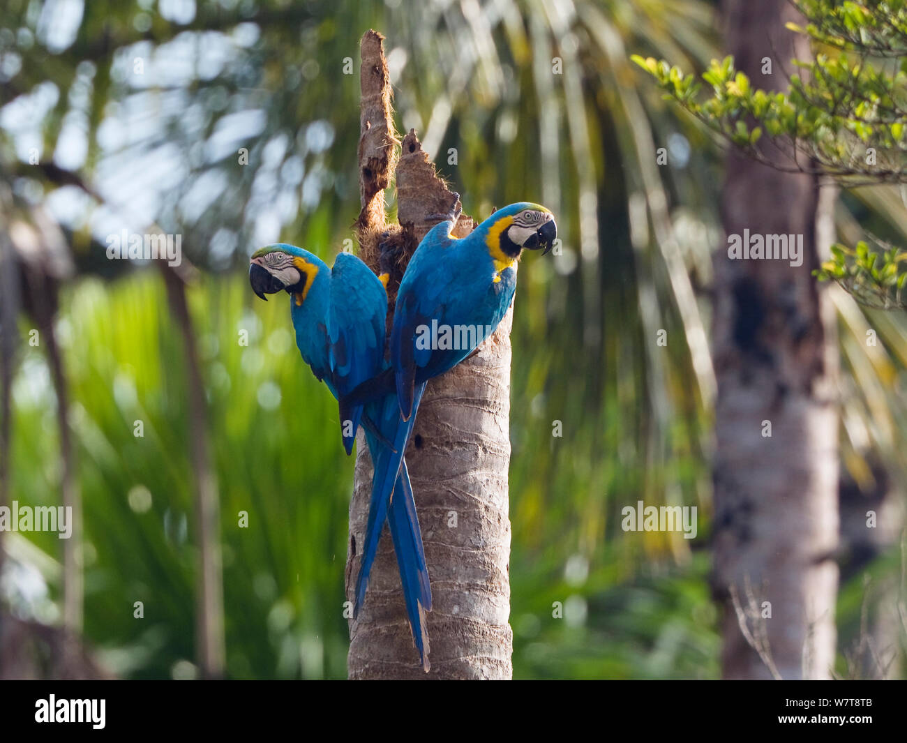 Blu-Giallo (pappagalli ara ararauna) sul tronco di albero nella foresta pluviale tropicale, Tambopata National Reserve, Perù, Sud America. Foto Stock