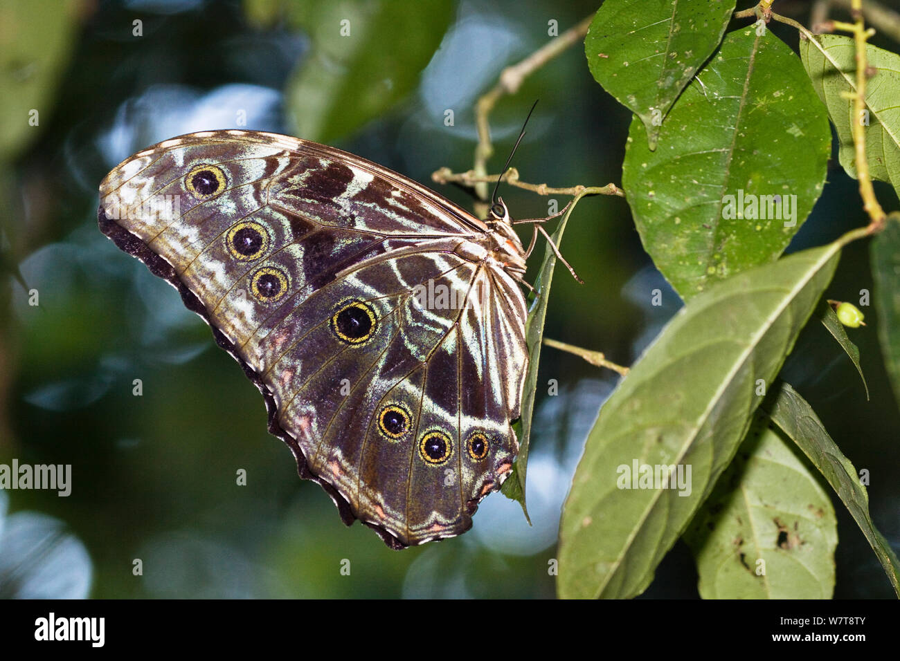 Morfo morfo (sp) farfalla nella foresta pluviale, Tambopata Riserva, Perù, Sud America. Foto Stock