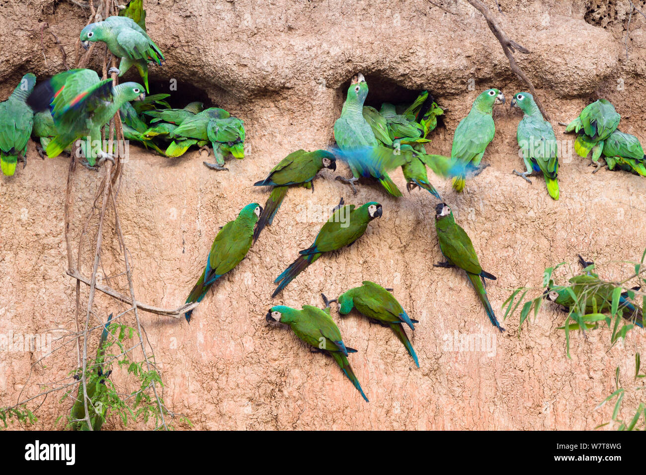Farinoso Amazzoni (Amazona farinosa farinosa) e di castagne e fronteggiata Macaws (Ara severa) a creta leccare, Tambopata National Reserve, Perù, Sud America. Foto Stock