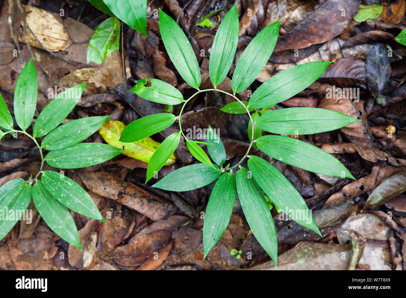 Piante sul suolo della foresta pluviale, Tambopata National Reserve, Perù, Sud America. Foto Stock