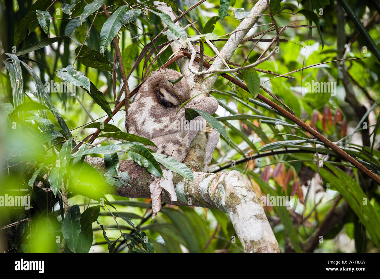 Il bradipo (Bradypus tridactylus) dormire nella struttura ad albero della foresta pluviale a Tambopata fiume Tambopata National Reserve, Perù, Sud America. Foto Stock