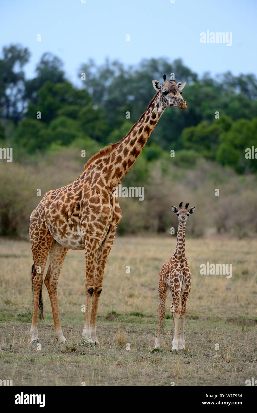 Masai giraffe (Giraffa camelopardalis tippelskirchi) femmina e del polpaccio, Masai Mara riserva nazionale, Kenya, Africa. Foto Stock