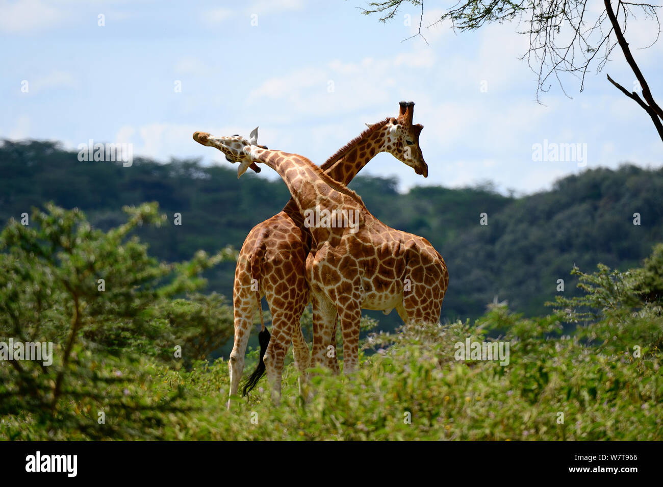 Rotschild&#39;s (giraffa camelopardalis Giraffa Rothschild) due maschi giocare combattimenti, Nakuru National Park, Kenya, Africa. Foto Stock