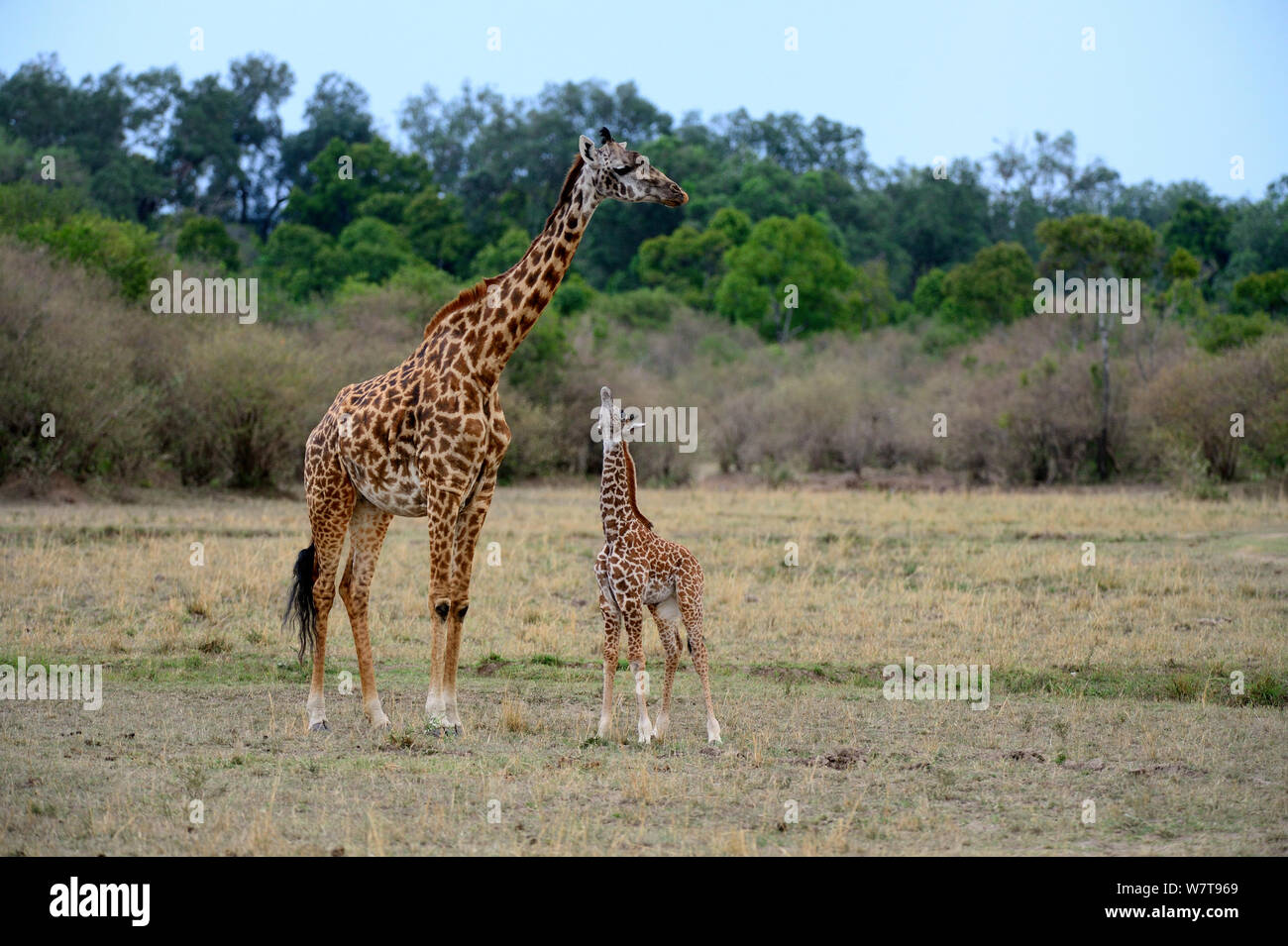 Masai giraffe (Giraffa camelopardalis tippelskirchi) femmina e del polpaccio, Masai Mara riserva nazionale, Kenya, Africa. Foto Stock
