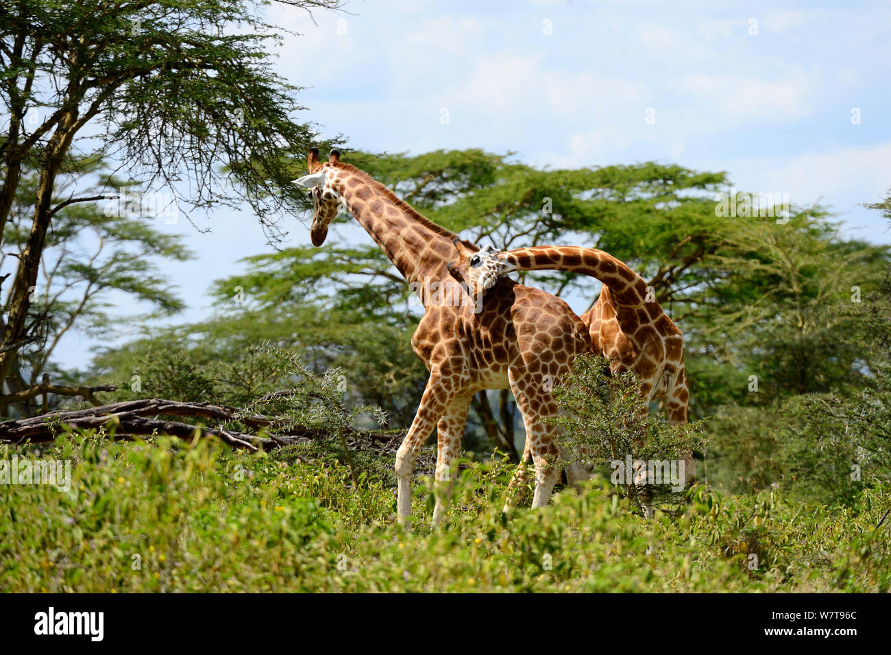Rotschild&#39;s (giraffa camelopardalis Giraffa Rothschild) due maschi giocare combattimenti, Nakuru National Park, Kenya, Africa. Foto Stock
