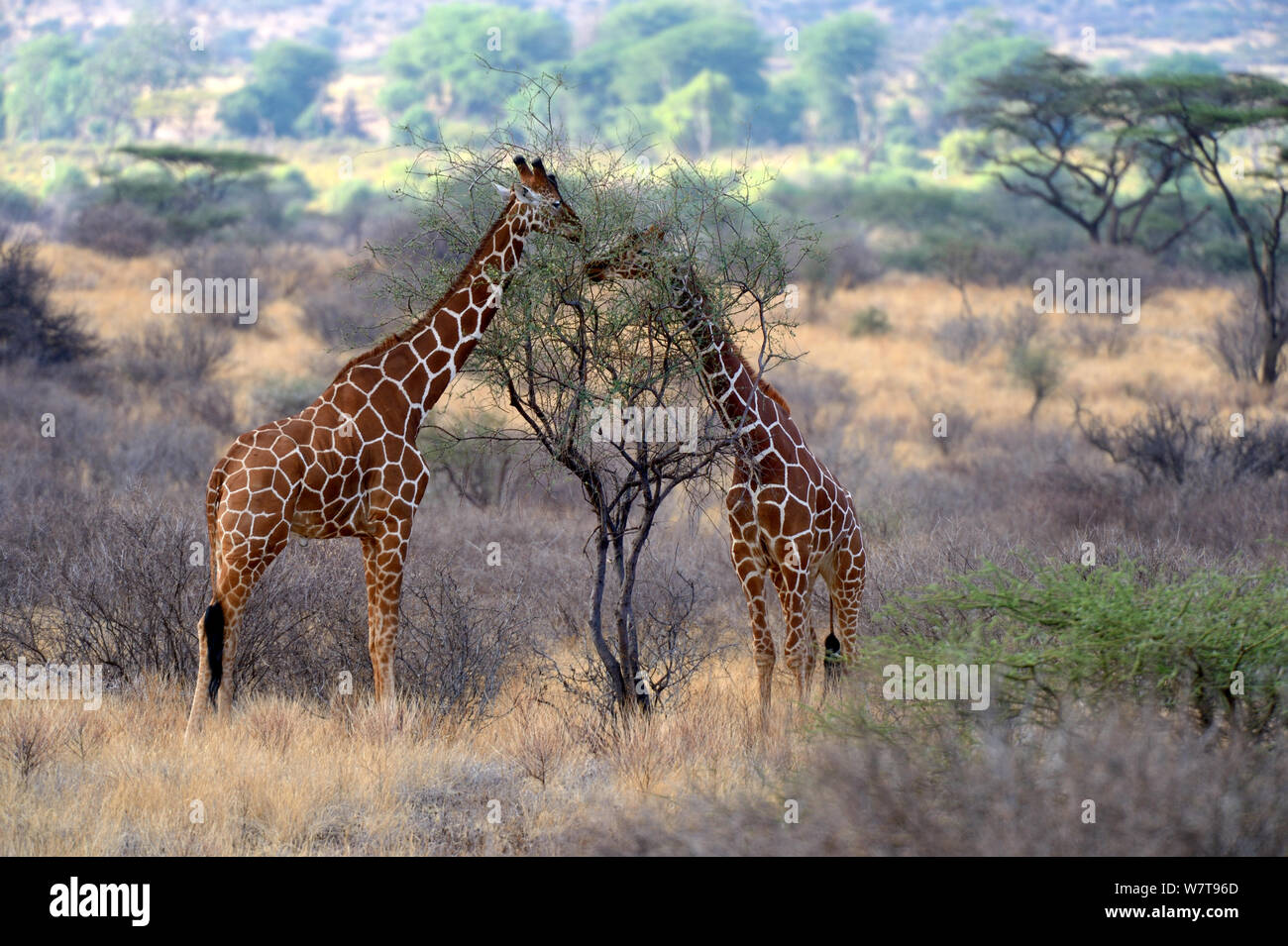 Giraffe reticolate (Giraffa camelopardalis reticulata) alimentazione sulla vegetazione, Samburu riserva nazionale, Kenya, Africa. Foto Stock