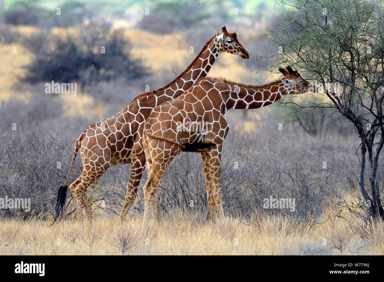 Le giraffe reticolate (Giraffa camelopardalis reticulata) alimentazione sulla vegetazione, Samburu riserva nazionale, Kenya, Africa. Foto Stock