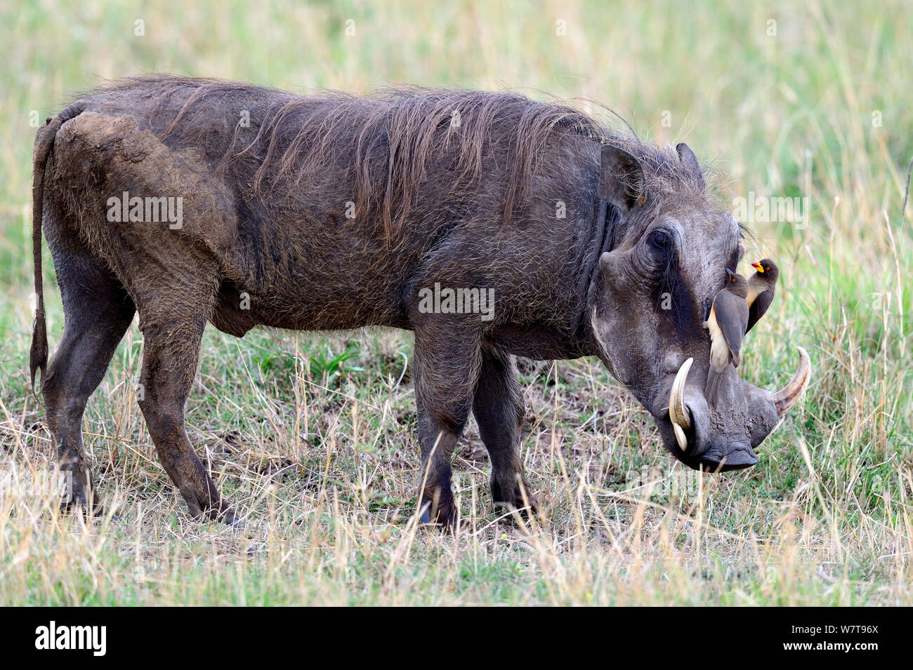 Warthog (Phaecochoerus aethiopicus) con un adulto e bambino giallo fatturati oxpeckers (Buphagus africanus) toelettatura, Masai Mara riserva nazionale, Kenya, Africa. Foto Stock