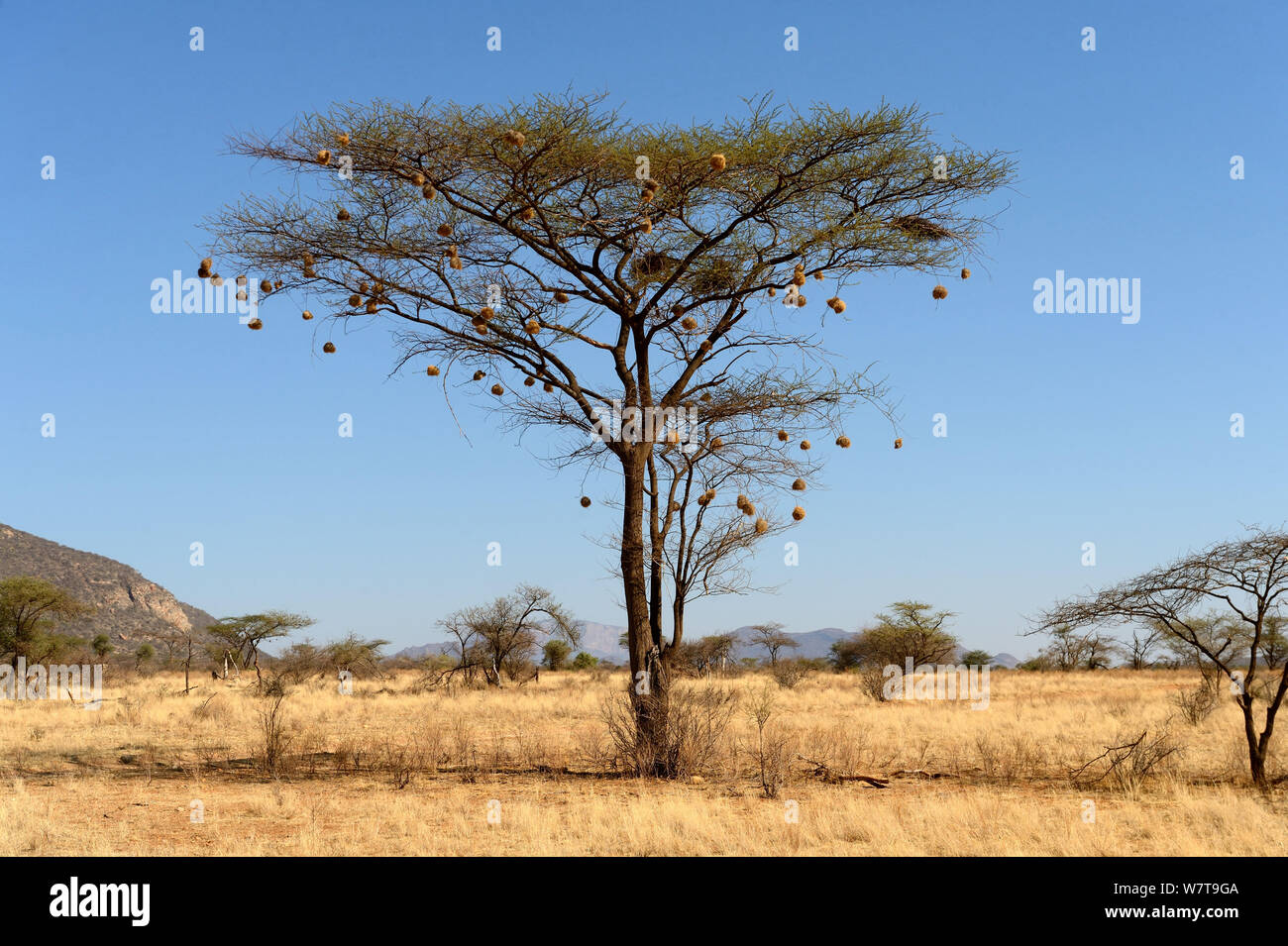 Weaver bird (Ploceidae) che nidifica in Umbrella Thorn acacia (ombrellone Acacia Tortillis) Samburu riserva nazionale, Kenya, Africa. Foto Stock