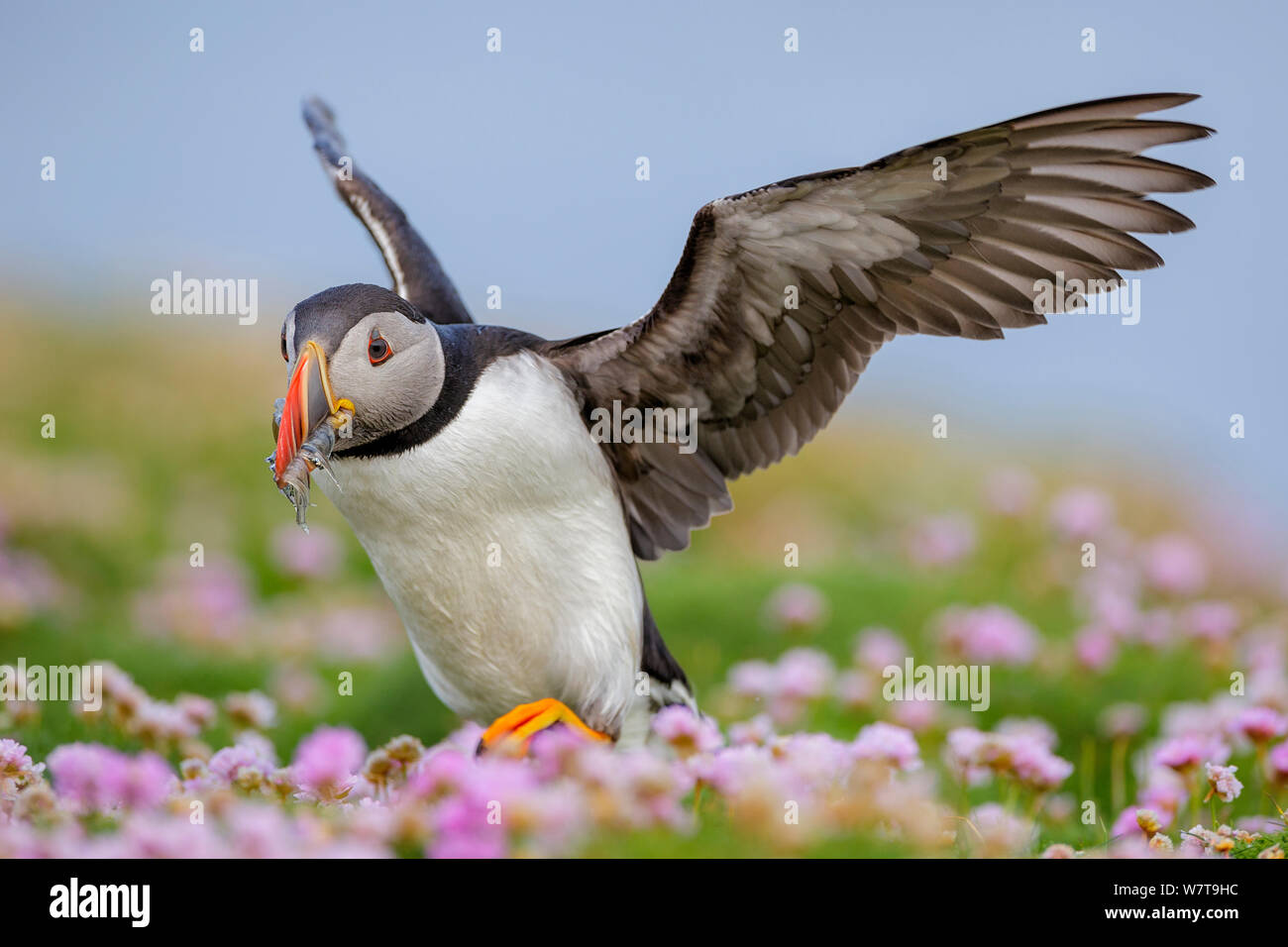 Atlantic Puffin (Fratercula arctica) a piedi per prendere in prestito attraverso il mare la parsimonia (Armeria maritima) ali distese, con becco pieno di Cicerelli (Ammodytes tobianus). Fair Isle, Isole Shetland Scozia, Regno Unito, Luglio. Foto Stock