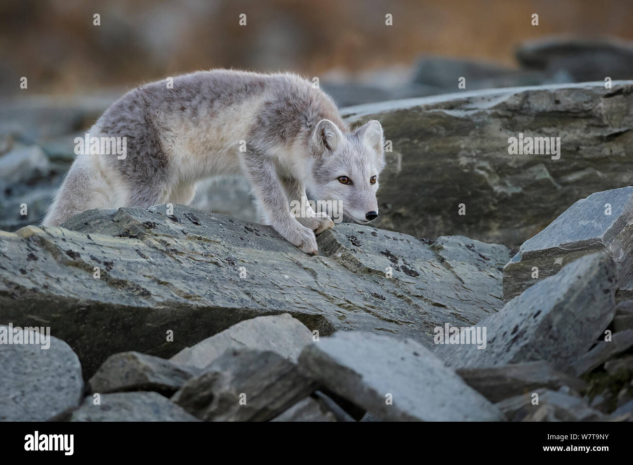 Arctic Fox (Alopex / Vulpes lagopus) ritratto, durante la muta dal grigio estate pelliccia di bianco invernale. Dovrefjell National Park, Norvegia, settembre. Foto Stock