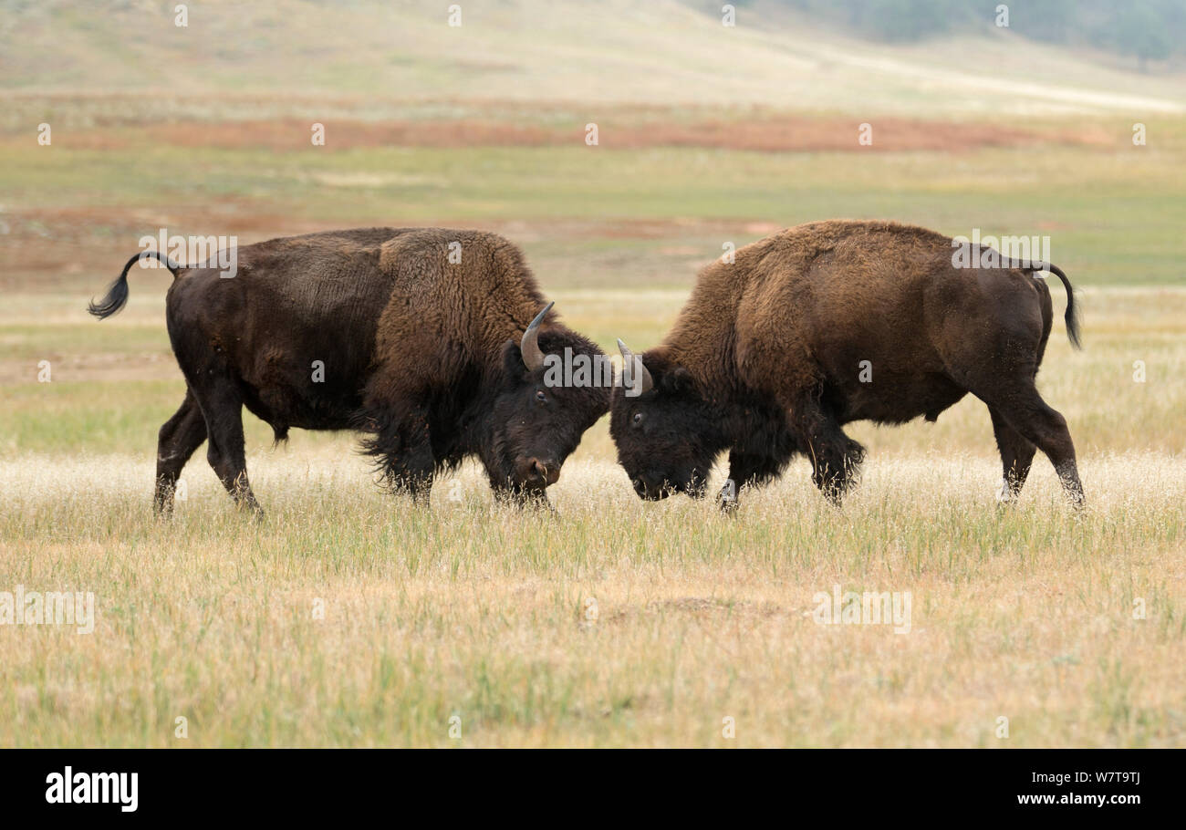 Buffalo (Bison bison) i tori di combattimento, parco nazionale della Grotta del Vento, il Dakota del Sud, STATI UNITI D'AMERICA, Settembre. Foto Stock