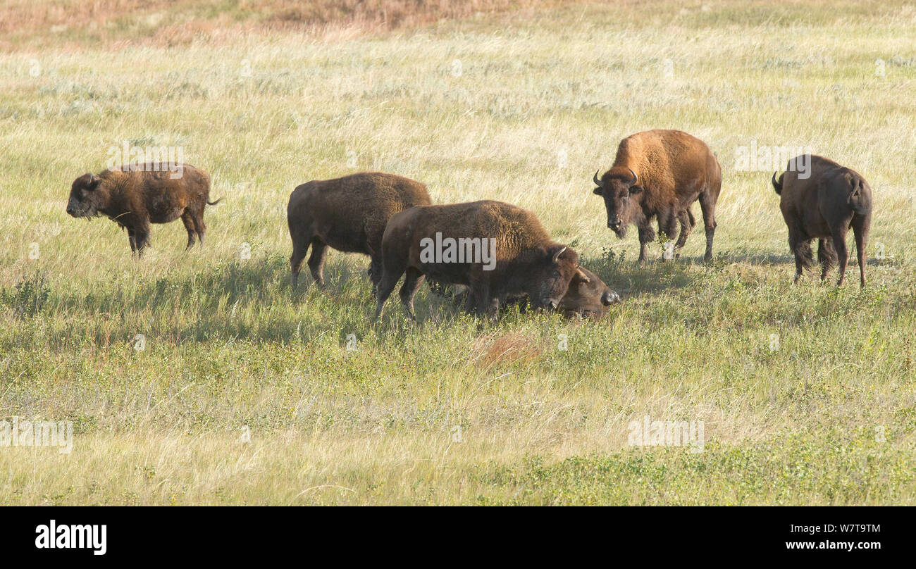 Bufalo americano (Bison bison) si riuniranno presso la carcassa di un caduto membro della mandria e pagare i loro aspetti come essi sniff, leccare e sollecito. Buffalo visiterà la carcassa come questo per settimane, lo stesso come gli elefanti fare. Parco nazionale della Grotta del vento, il Dakota del Sud, STATI UNITI D'AMERICA, Settembre. Foto Stock