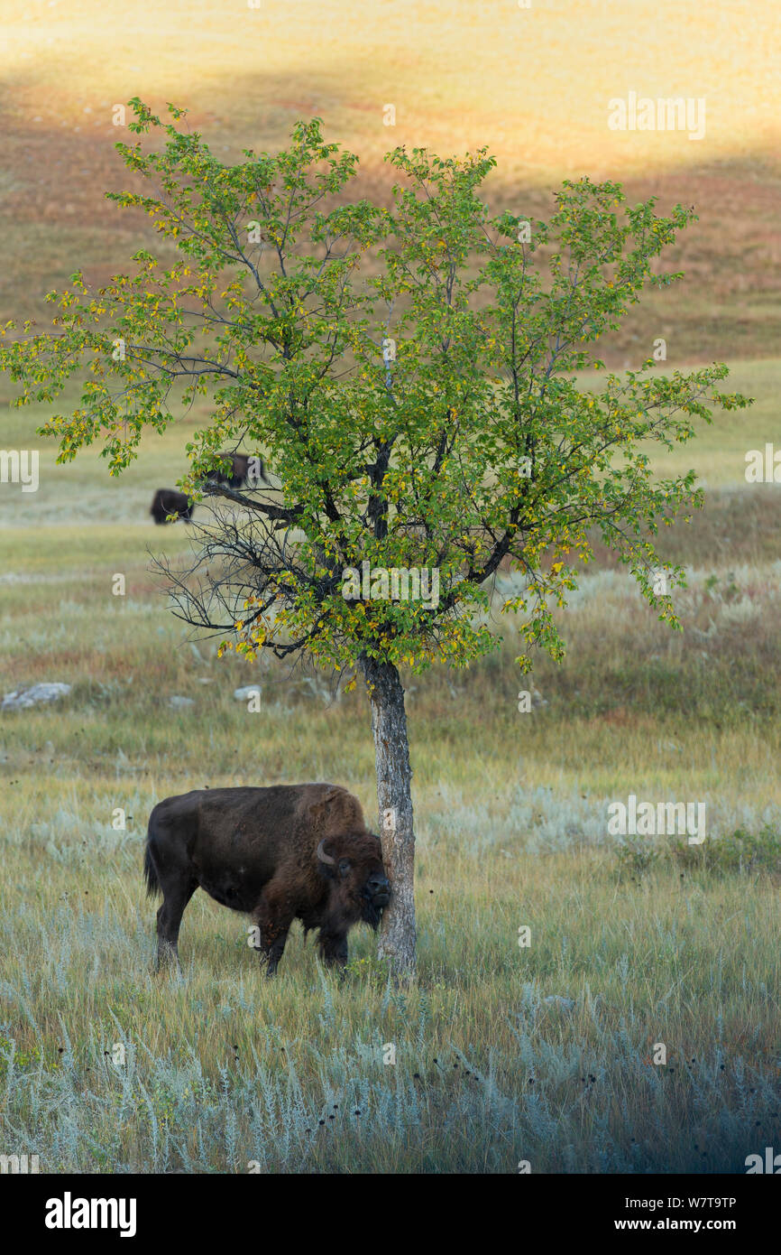 Buffalo vacca (Bison bison) sfrega contro un albero. Grotta del vento, il Dakota del Sud, STATI UNITI D'AMERICA, Settembre. Foto Stock