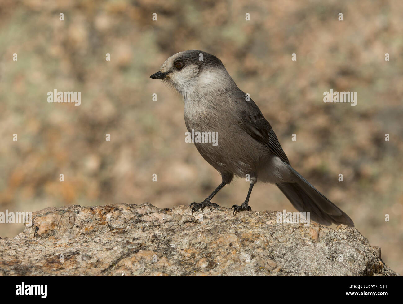 Gray Jay (Perisoreus canadensis) arroccata su una roccia a fianco di aghi autostrada, Custer State Park, il Dakota del Sud, STATI UNITI D'AMERICA, Ottobre. Foto Stock